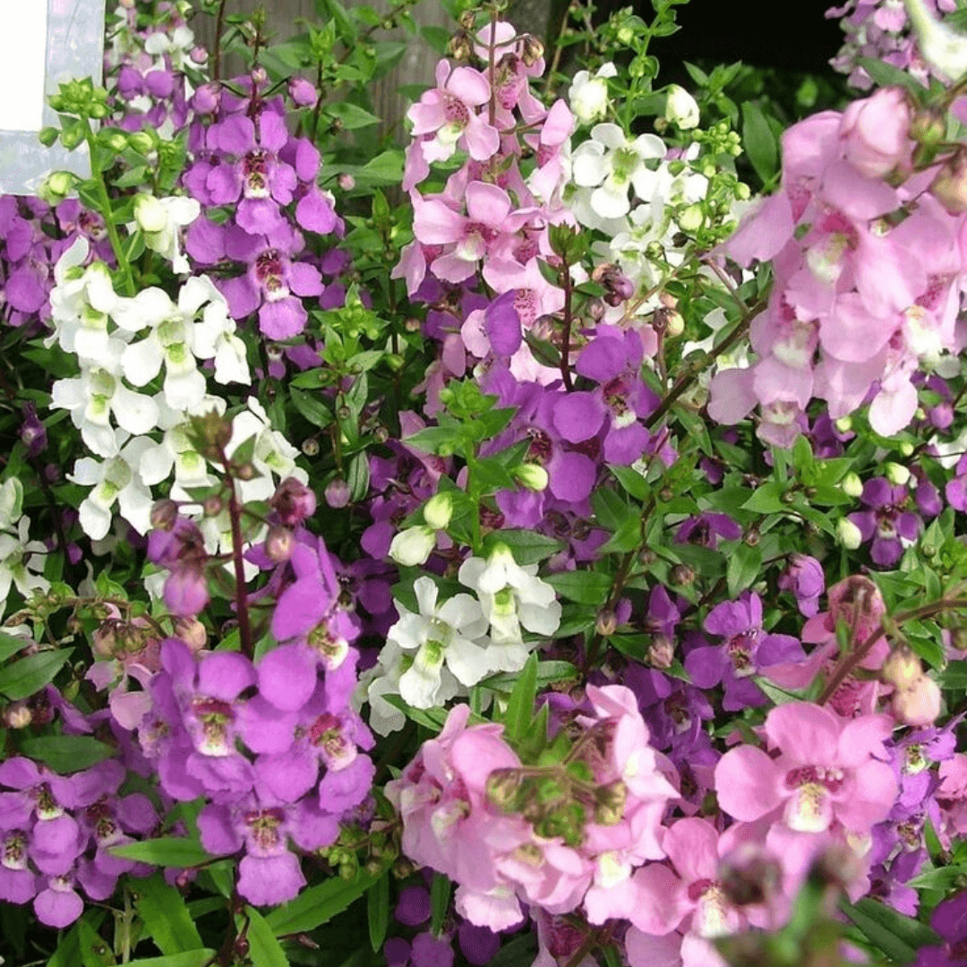 Angelonia salicarifolia